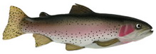 facts+about+fish+inside